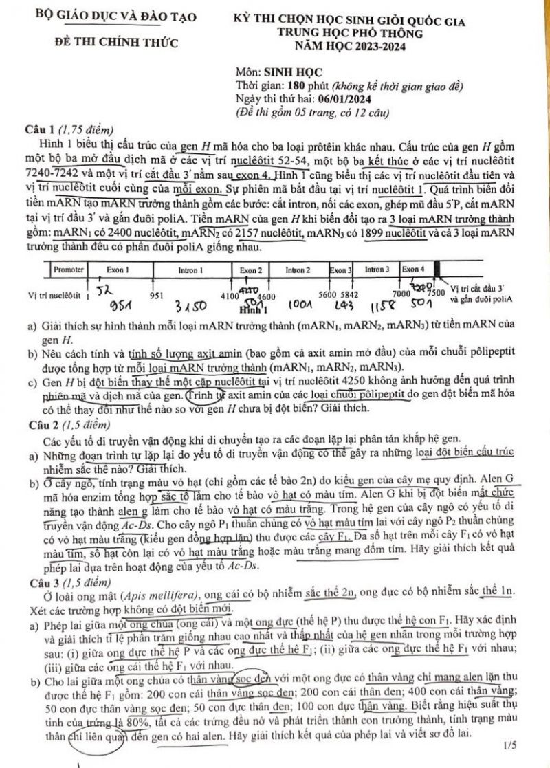 Đề thi chọn HSG quốc gia THPT môn Sinh học ngày 6/1/2024